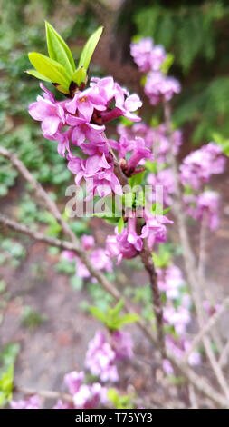 Lila wilden Rosmarin in einem botanischen Garten, eine der ersten Blumen im Frühling, Soft Focus. Stockfoto