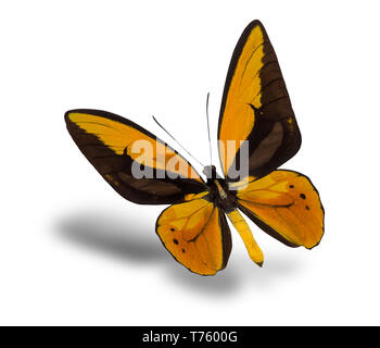 Schmetterling Ornithoptera croesus lydius auf einem weißen Hintergrund. Stockfoto