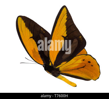 Schmetterling Ornithoptera croesus lydius auf einem weißen Hintergrund. Stockfoto