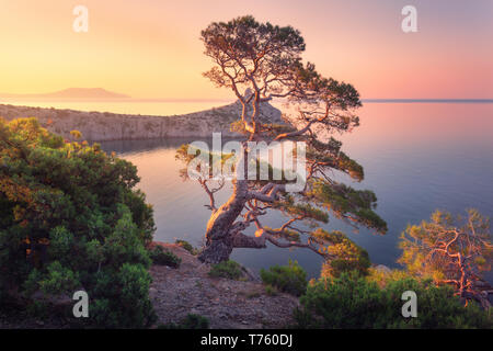 Erstaunlich großen Baum auf dem Berg bei Sonnenaufgang. Bunte Landschaft mit alten Baum mit grünen Blättern, blaues Meer und Felsen und gelben Himmel am Morgen. Sommer Stockfoto