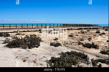 Hamelin Pool gibt es eine Promenade für Touristen heraus zu wagen und die stromatolite Strukturen untersuchen. Stockfoto