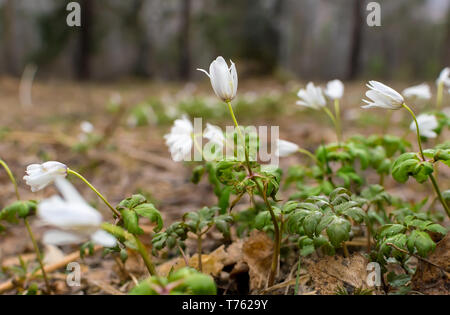 Nahaufnahme, Blumen in einer Lichtung im Wald, Schneeglöckchen, auf den Herbst trockenem Laub bei Bewölkung am Berghang, Feder Stockfoto