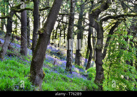 Bluebells, Hardcastle Crags, Hebden Bridge, Calderdale, West Yorkshire Stockfoto