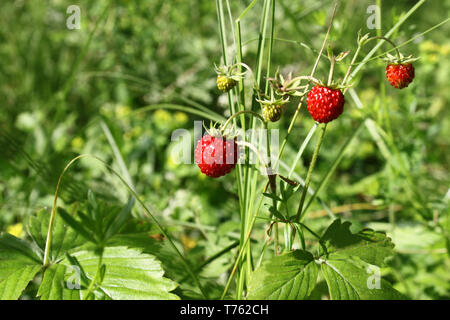 Wilde Erdbeere auf Sommer Wald Stockfoto