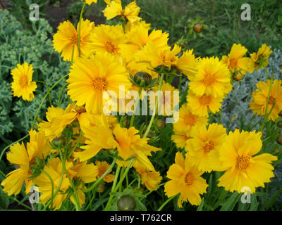 Schöne gelbe Blumen (coreopsis Grandiflora) im Sommer Garten Stockfoto