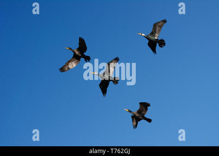 Eine Herde von großer Kormorane. Stockfoto