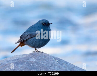 Plumbeous Wasser Redstart thront auf Felsen im Fluss Stockfoto