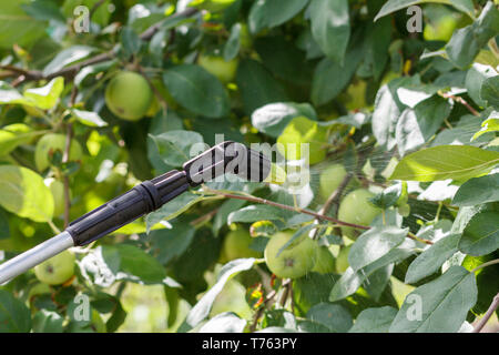 Apple Tree von pilzlichen Krankheiten oder Schädlinge durch Druck der Feldspritze mit Chemikalien im frühen Frühjahr geschützt. Stockfoto