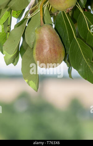 Nahaufnahme der Birnen am Baum im Sommer Tag mit verschwommenen Hintergrund. Geringe Tiefenschärfe. Stockfoto