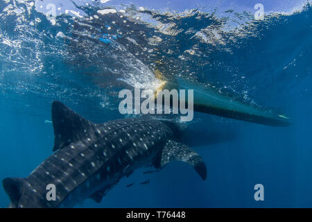 Der Walhai (Firma IPCON typus) Annäherung an die Banca Boot in der Honda Bay, Puerto Princesa, Palawan, Philippinen. Stockfoto