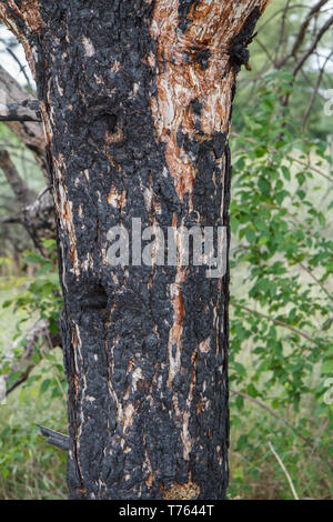 Kiefer stamm, der bei dem Brand verkohlte mit Wald im Hintergrund. Stockfoto