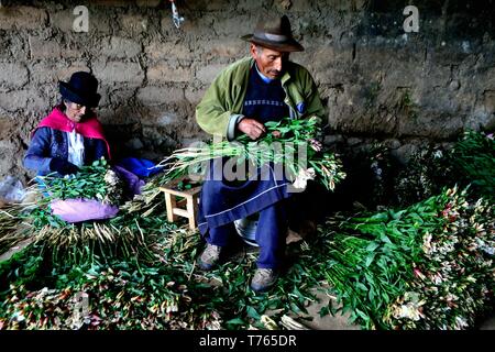 Ernte Astromelias Lilien-bäuerlichen Gemeinschaft in Humacchuco - Nationalpark Huascaran. Abteilung der Ancash. PERU Stockfoto