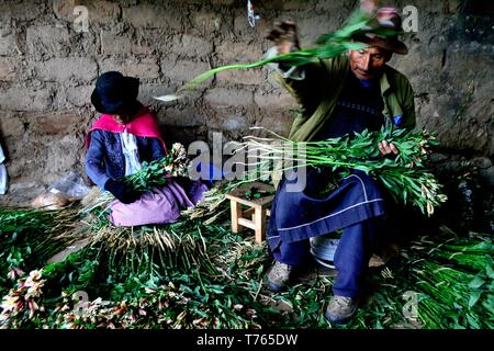 Ernte Astromelias Lilien-bäuerlichen Gemeinschaft in Humacchuco - Nationalpark Huascaran. Abteilung der Ancash. PERU Stockfoto