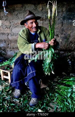 Ernte Astromelias Lilien-bäuerlichen Gemeinschaft in Humacchuco - Nationalpark Huascaran. Abteilung der Ancash. PERU Stockfoto