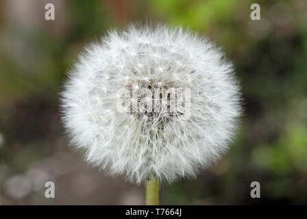 Feld Löwenzahn Frühling Blick closeup. Flache Tiefenschärfe Stockfoto