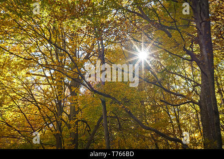 Herbst, Montseny. Montseny Naturpark. Barcelona, Catalunya. Spanien Stockfoto