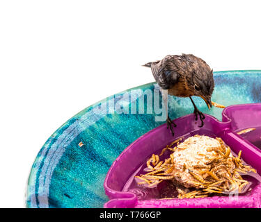 Eastern Bluebird durchnässt vom Regen essen die getrockneten Mehlwürmer für ihn im Hinterhof des Eigentümer. Stockfoto