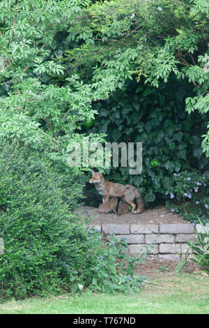 Ein Fuchs Vixen und ihren Jungen in einem Vorort Garten in Clapham, South London. Sie hat einen Wurf von sechs Jungen. Stockfoto