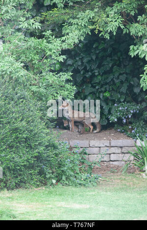 Ein Fuchs Vixen und ihren Jungen in einem Vorort Garten in Clapham, South London. Sie hat einen Wurf von sechs Jungen. Stockfoto