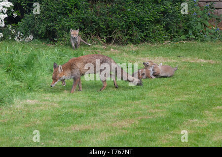 Ein Fuchs Vixen und ihren Jungen in einem Vorort Garten in Clapham, South London. Sie hat einen Wurf von sechs Jungen. Stockfoto