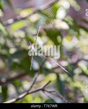 St. Andrew's Cross Spider im Web mit einzigartigen Zig Zag weben in den Kakadu Nationalpark im Northern Territory von Australien Stockfoto
