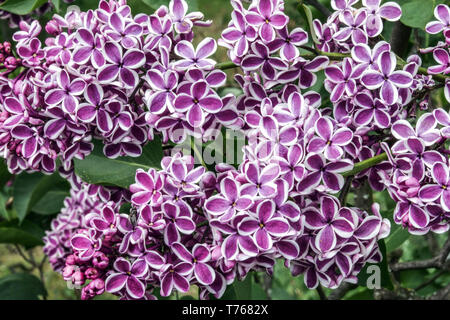 Fliederblüte Syringa 'Sensation' Nahaufnahme Blüten, Fliederblüte Sensation Syringa vulgaris Sensation Stockfoto