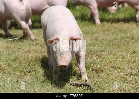 Kleine rosa wachsende Ferkel Beweidung auf die ländlichen Schweinefarm Stockfoto