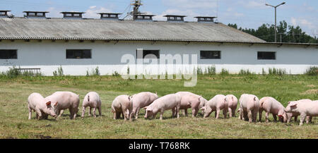 Kleine rosa wachsende Ferkel Beweidung auf die ländlichen Schweinefarm Stockfoto