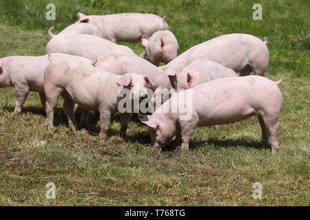 Kleine rosa wachsende Ferkel Beweidung auf die ländlichen Schweinefarm Stockfoto