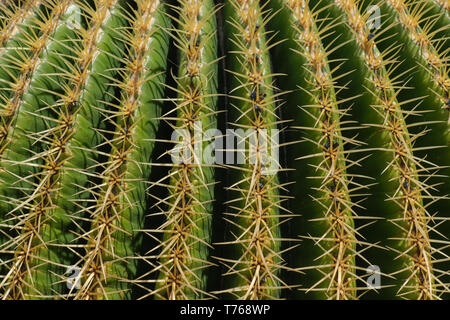 In der Nähe von Kaktus in Lateinamerika Echinocactus namens Mexiko an einem sonnigen Tag Stockfoto