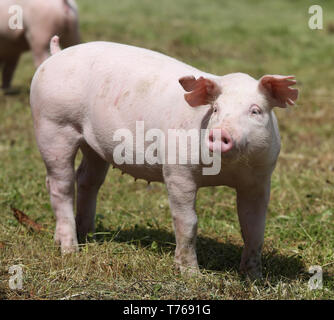 Kleine rosa heranwachsende Schwein Beweidung auf die ländlichen Schweinefarm Sommer Stockfoto