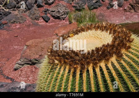 In der Nähe von Kaktus in Lateinamerika Echinocactus namens Mexiko an einem sonnigen Tag Stockfoto