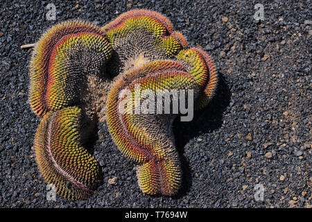 Rot Gelb Kaktus in Lateinamerika Mammillaria Polythele Cristata genannt Stockfoto