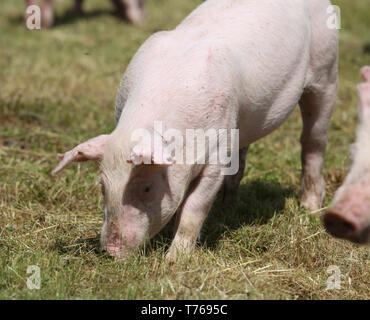 Kleine rosa heranwachsende Schwein Beweidung auf die ländlichen Schweinefarm Stockfoto