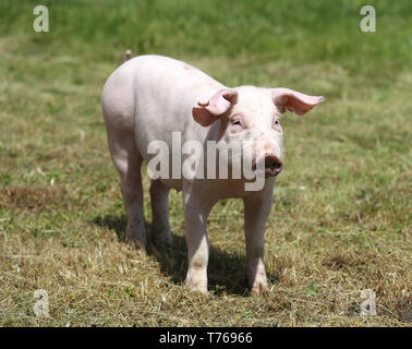 Kleine rosa wachsende Ferkel Beweidung auf die ländlichen Schweinefarm Stockfoto