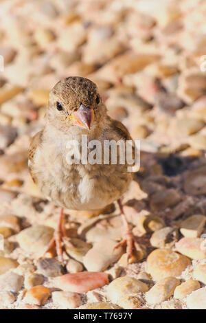 Nahaufnahme Farbe Bild von einem Spatz an einem sonnigen Tag, stehend auf einem steinigen Boden Stockfoto