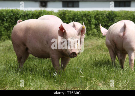 Rosa wachsende Ferkel Beweidung auf die ländlichen Schweinefarm Stockfoto