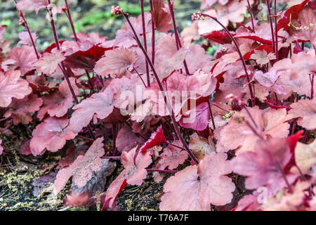 Lila Rosa Laub Heuchera Verlässt Heuchera Georgia Pflaume Stockfoto