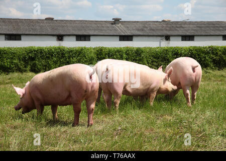 Wenig wachsenden Ferkel Beweidung auf die ländlichen Animal Farm Stockfoto