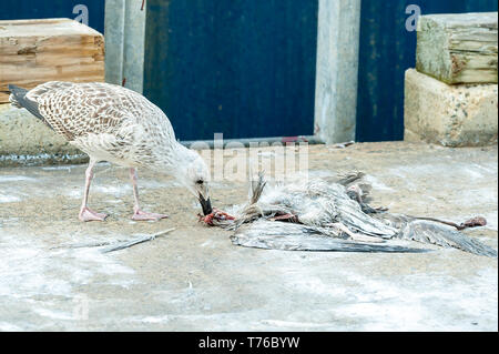 Seagull Kommissionierung am toten Körper eines anderen Möwe auf der Pier. Stockfoto