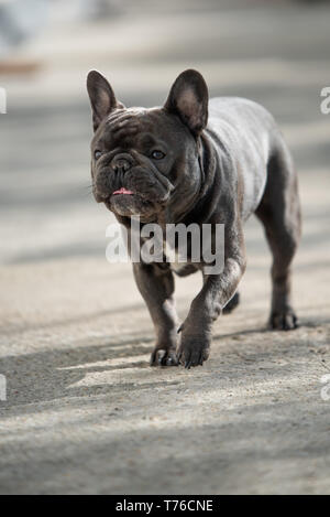 Purebreed grau frech bulldog Schuß außerhalb beim Gehen auf dem Bürgersteig. Süßer Hund einen Spaziergang im Freien Stockfoto