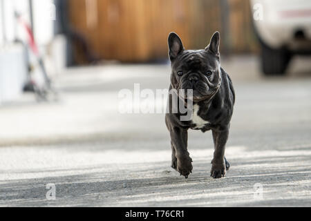 Cute purebreed Grau frech Bulldog außerhalb gefangen beim Laufen auf dem Bürgersteig. In der Luft Position gedreht. Glückliche junge Welpe ist absolut bezaubernd in Stockfoto