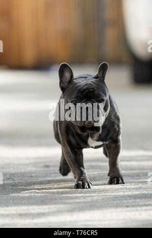 Cute purebreed Grau frech Bulldog außerhalb gefangen beim Laufen auf dem Bürgersteig. In der Luft Position gedreht. Glückliche junge Welpe ist absolut bezaubernd in Stockfoto