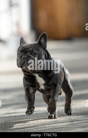 Nahaufnahme des niedlichen purebreed Grau frech Bulldog gefangen außerhalb beim Laufen auf dem Bürgersteig. In der Luft Position gedreht. In der Luft Position gedreht. Happy y Stockfoto