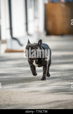 Cute purebreed Grau frech Bulldog außerhalb gefangen beim Laufen auf dem Bürgersteig. In der Luft Position gedreht. Glückliche junge Welpe ist absolut bezaubernd in Stockfoto