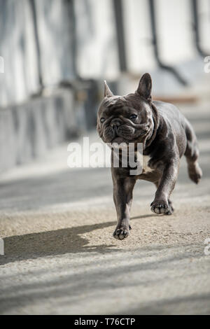 Cute purebreed Grau frech Bulldog außerhalb gefangen beim Laufen auf dem Bürgersteig. In der Luft Position gedreht. Glückliche junge Welpe ist absolut bezaubernd in Stockfoto