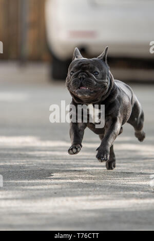 Cute purebreed Grau frech Bulldog außerhalb gefangen beim Laufen auf dem Bürgersteig. In der Luft Position gedreht. Glückliche junge Welpe ist absolut bezaubernd in Stockfoto