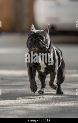 Cute purebreed Grau frech Bulldog außerhalb gefangen beim Laufen auf dem Bürgersteig. In der Luft Position gedreht. Glückliche junge Welpe ist absolut bezaubernd in Stockfoto