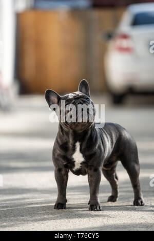 Bezaubernde französische Bulldogge ist auf der Suche nach oben in Richtung der rechten Seite, während Sie einen Spaziergang im Freien. Cute doggy Look Gesicht schoss im Hochformat Stockfoto