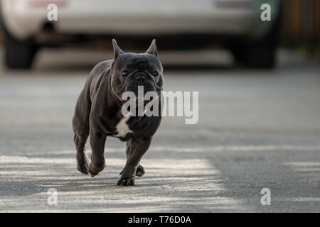 Cute purebreed Grau frech Bulldog außerhalb gefangen beim Laufen auf dem Bürgersteig. In der Luft Position gedreht. Glückliche junge Welpe ist absolut bezaubernd in Stockfoto